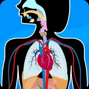 Human Anatomy - Body parts (Anatomix)