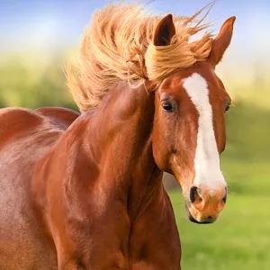 The Horse