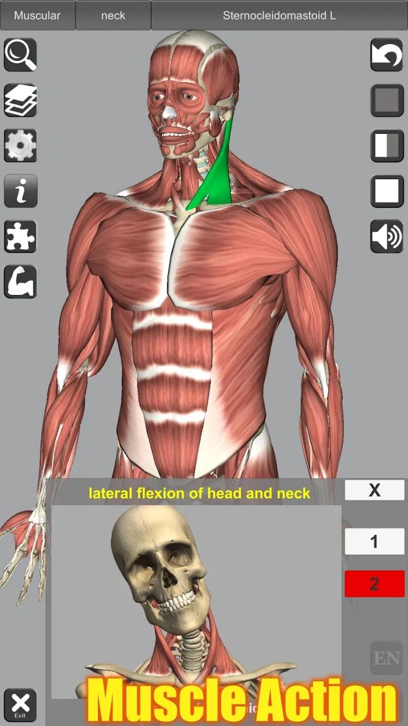 3D Anatomy Screenshot 1