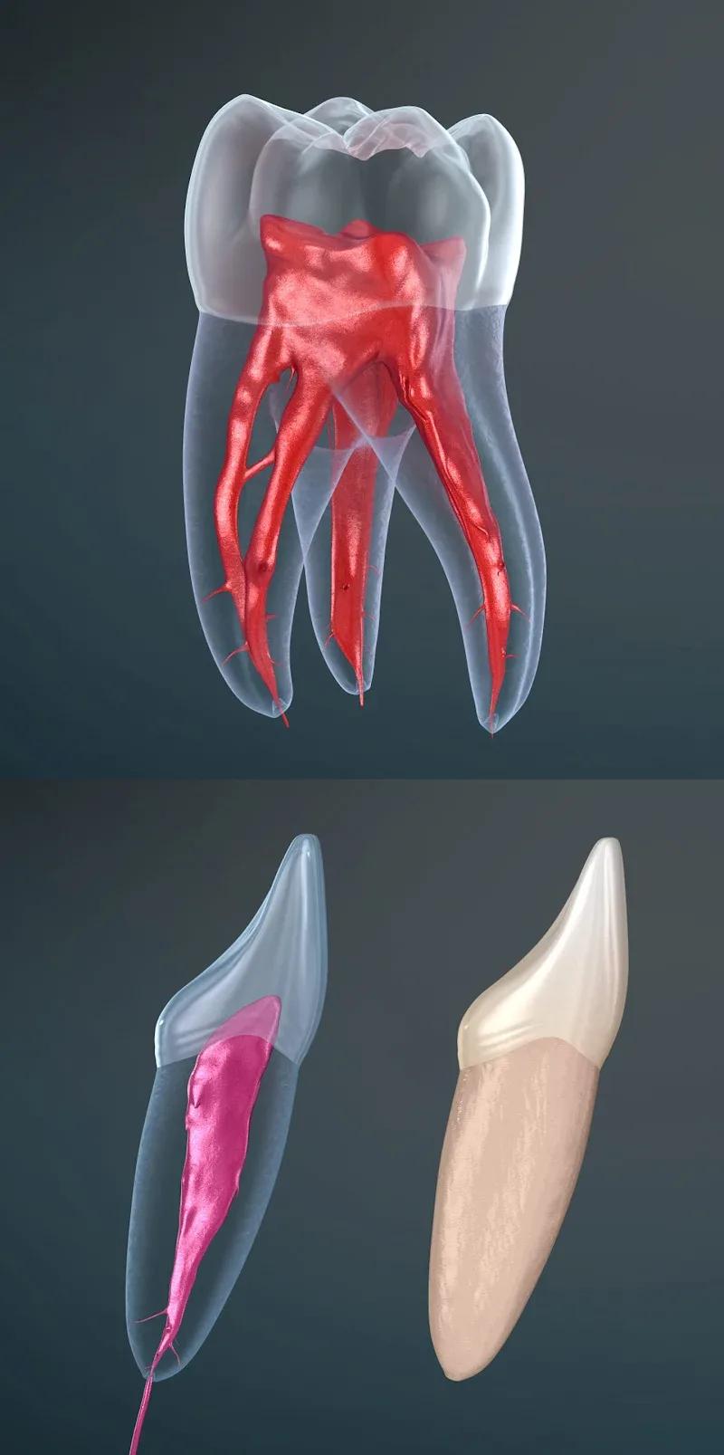 Dental 3D Illustrations Screenshot 5